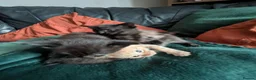 Mixed Breed cats for sale: Tortie, Ginger & Black Kittens for sale Leicester - Advert 5