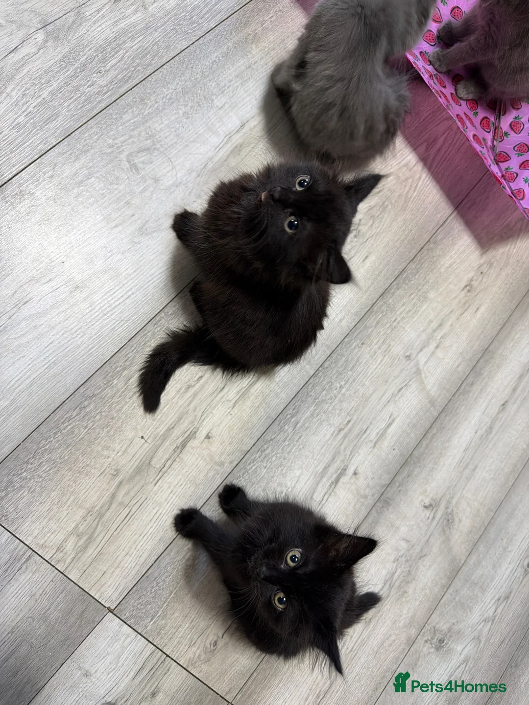 Mixed Breed cats for sale: Kittens for sale  in Liverpool - Advert 3