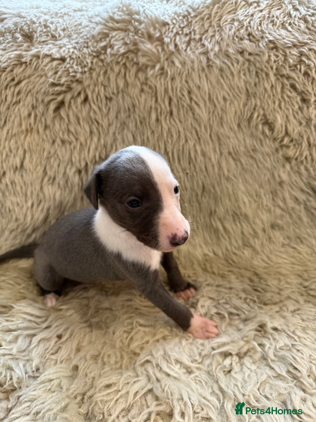 Whippet dogs for sale: KC registered Whippet puppies  - Advert 8