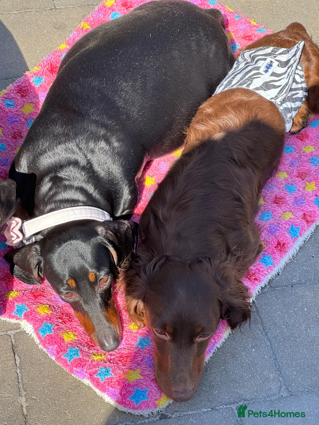 Miniature Dachshund dogs for sale: Kc registered Miniature dachshunds  - Advert 1