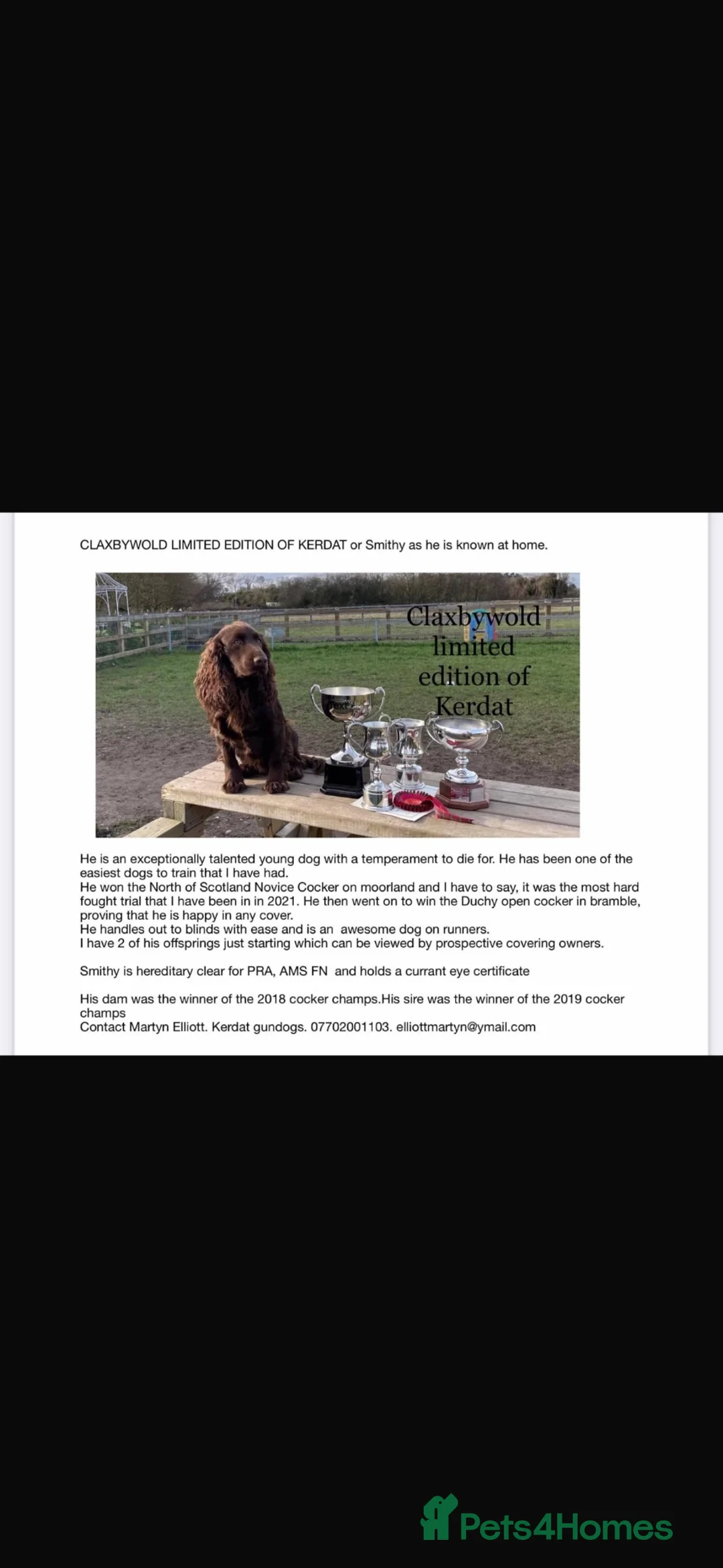 Cocker Spaniel dogs for sale: OFTW sired exceptionally well bred working cocker  - Advert 17