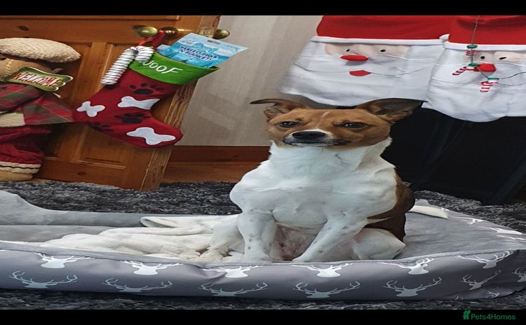 Mixed Breed dogs - Advert 2