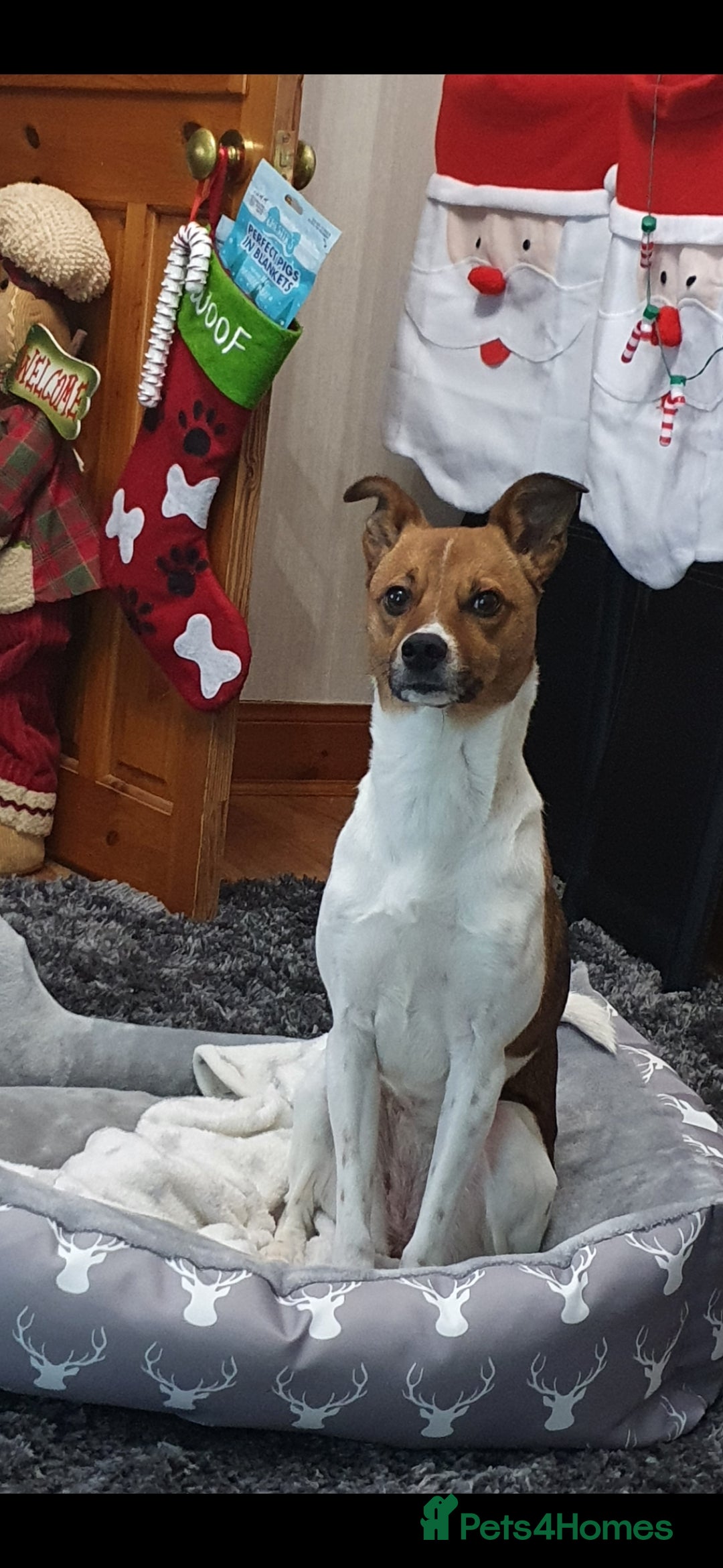 Mixed Breed dogs for sale: 6 year old Jack Russel x - Image 1