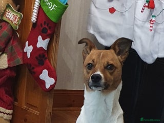 Mixed Breed dogs - Advert 9