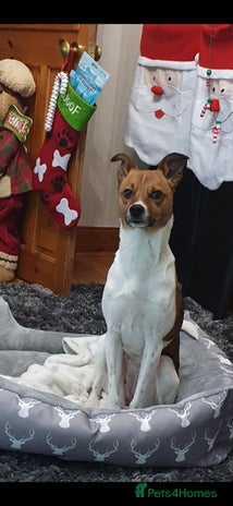 Mixed Breed dogs - Advert 2
