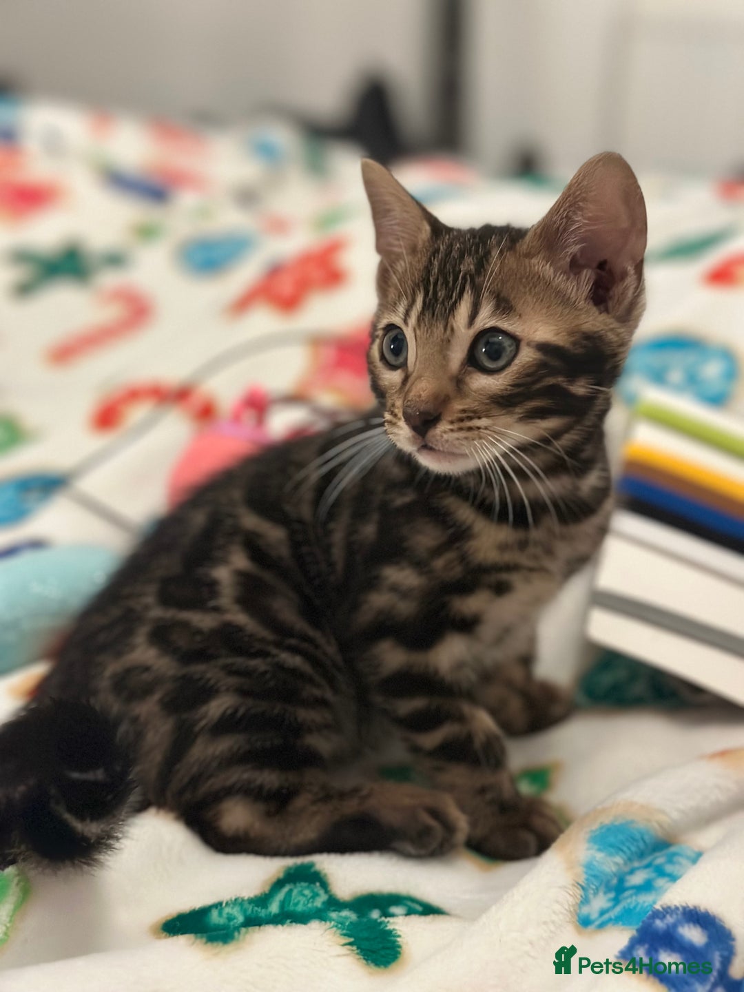 Bengal cats for sale: Beautiful Tica Bengal kittens - Advert 10