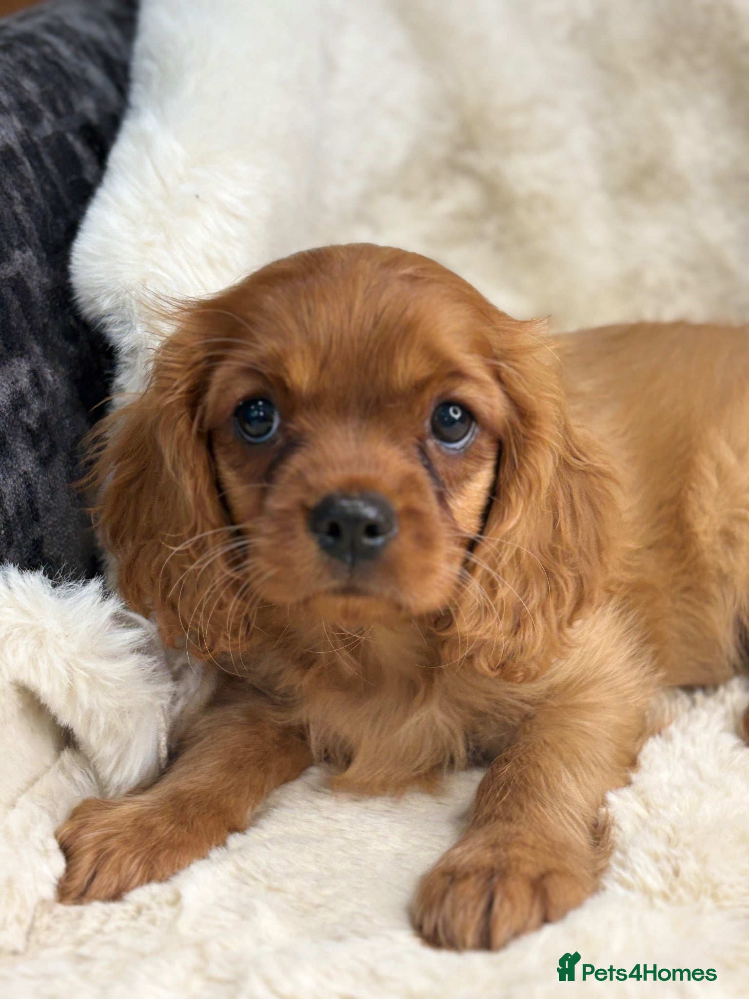 Cavalier King Charles Spaniel dogs Beautiful cavalier King Charles pups - Advert 2
