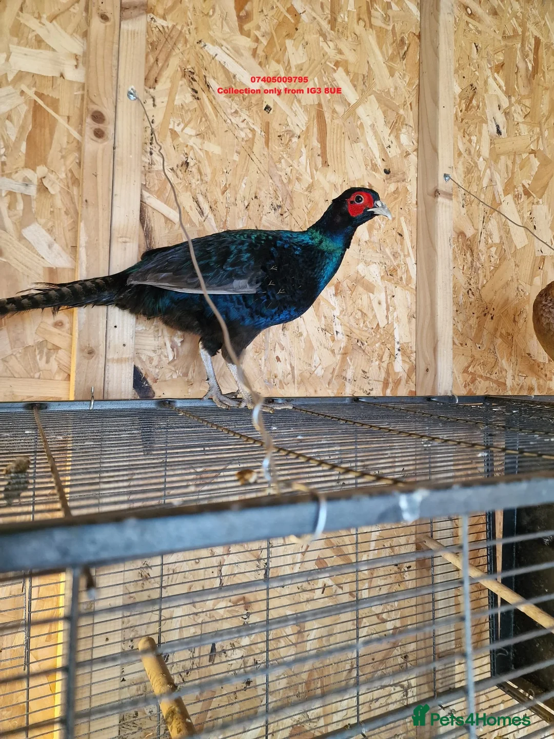 Mixed Breed birds for sale: Beaiutiful Chicken, Rooster & Pheasant  in Ilford - Advert 1