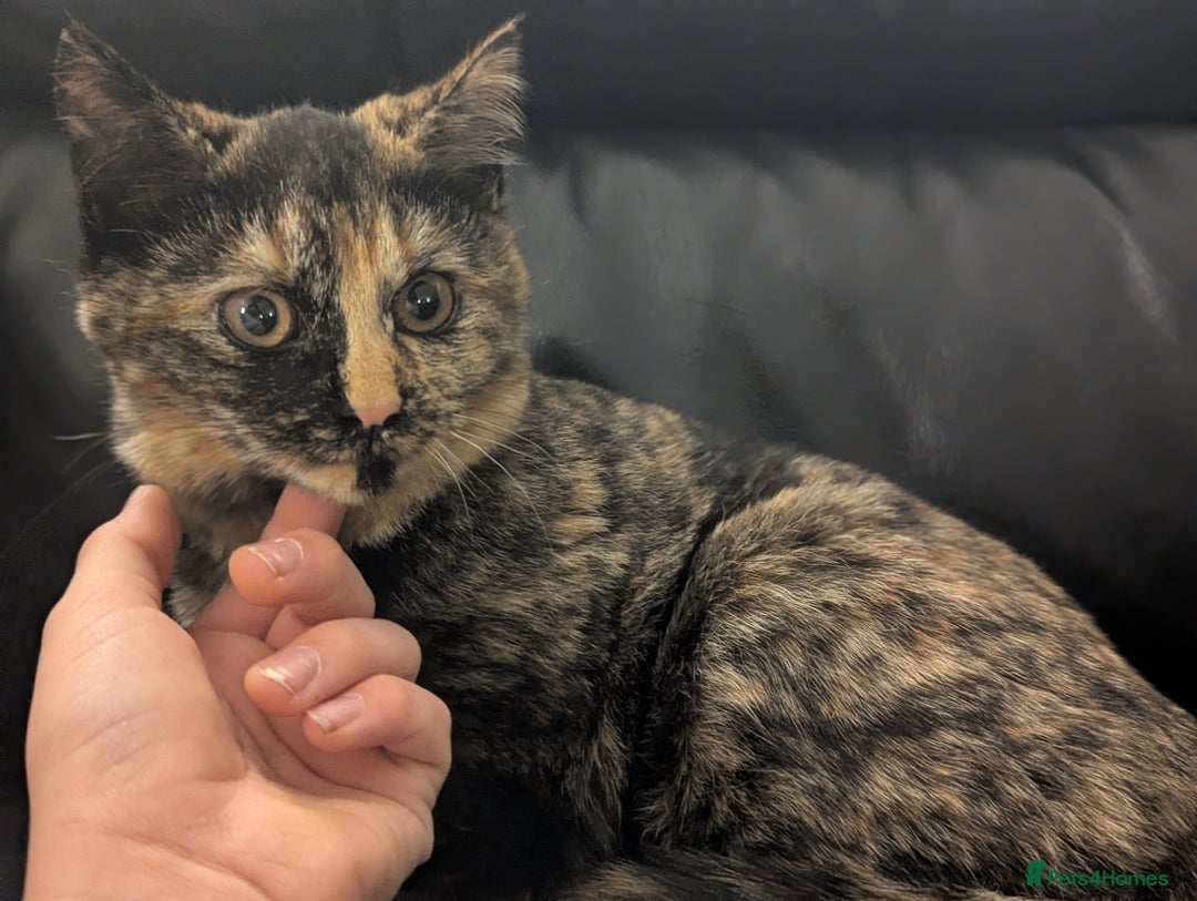 Bengal cats for sale: Male Bengal/Norwegian Forest Cat. Ginger & Black - Advert 2