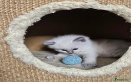 Ragdoll cats for sale: Purebred Blue Point Ragdoll Kittens 🩷💙 - Advert 17