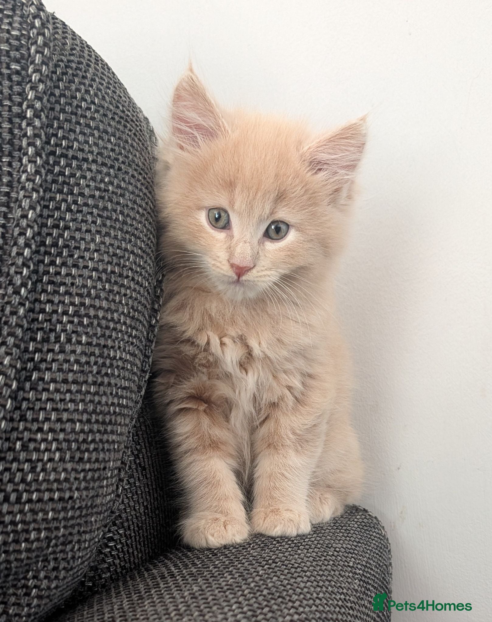 Maine Coon cats Male Maine Coon kitten  - Advert 14
