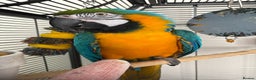 Macaws birds for sale: Blue & Gold Male Macaw - Advert 3