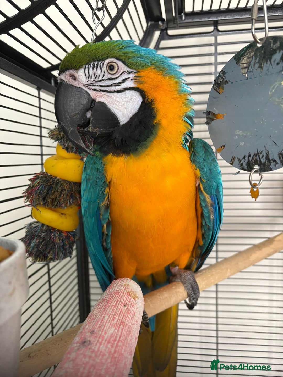 Macaws birds for sale: Blue & Gold Male Macaw - Image 2