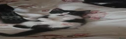Domestic Shorthair cats for sale: Fluffy kittens - Advert 40