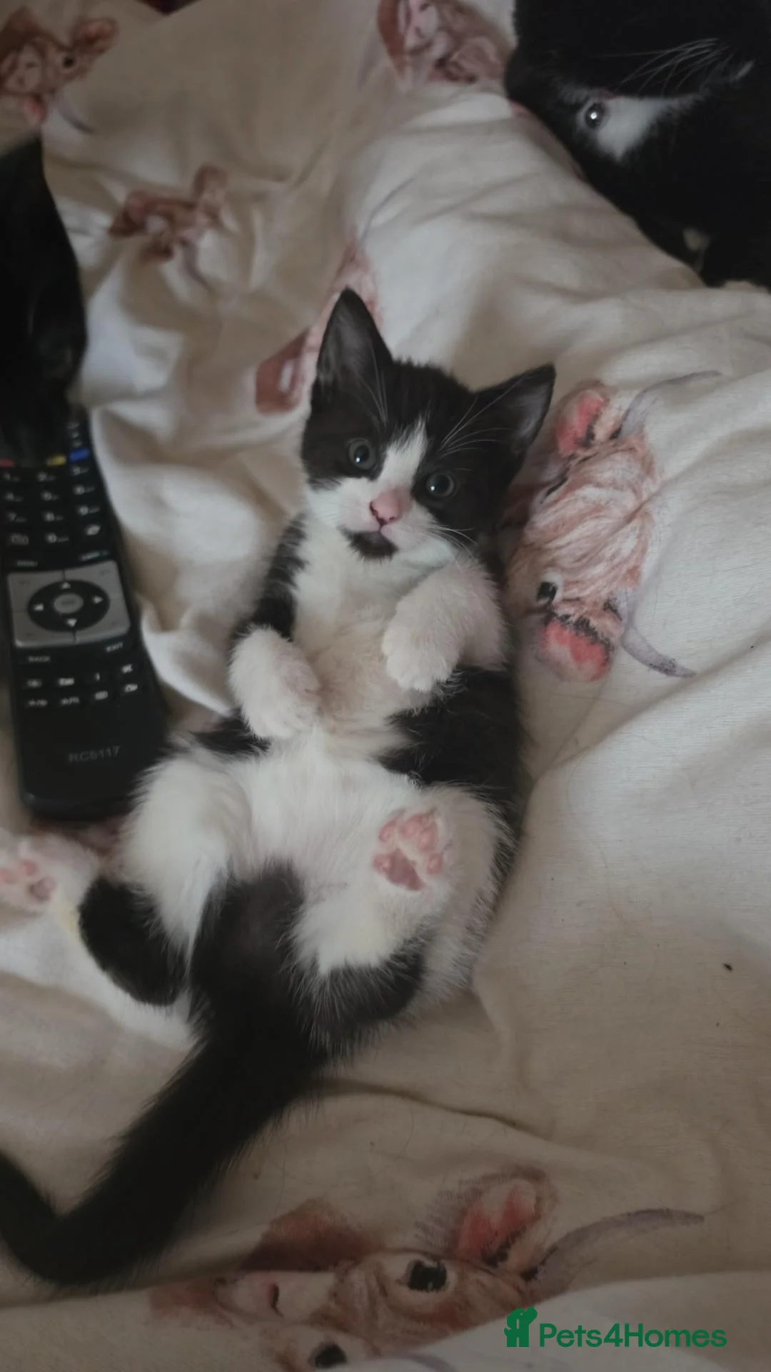 Domestic Shorthair cats for sale: Fluffy kittens - Advert 40