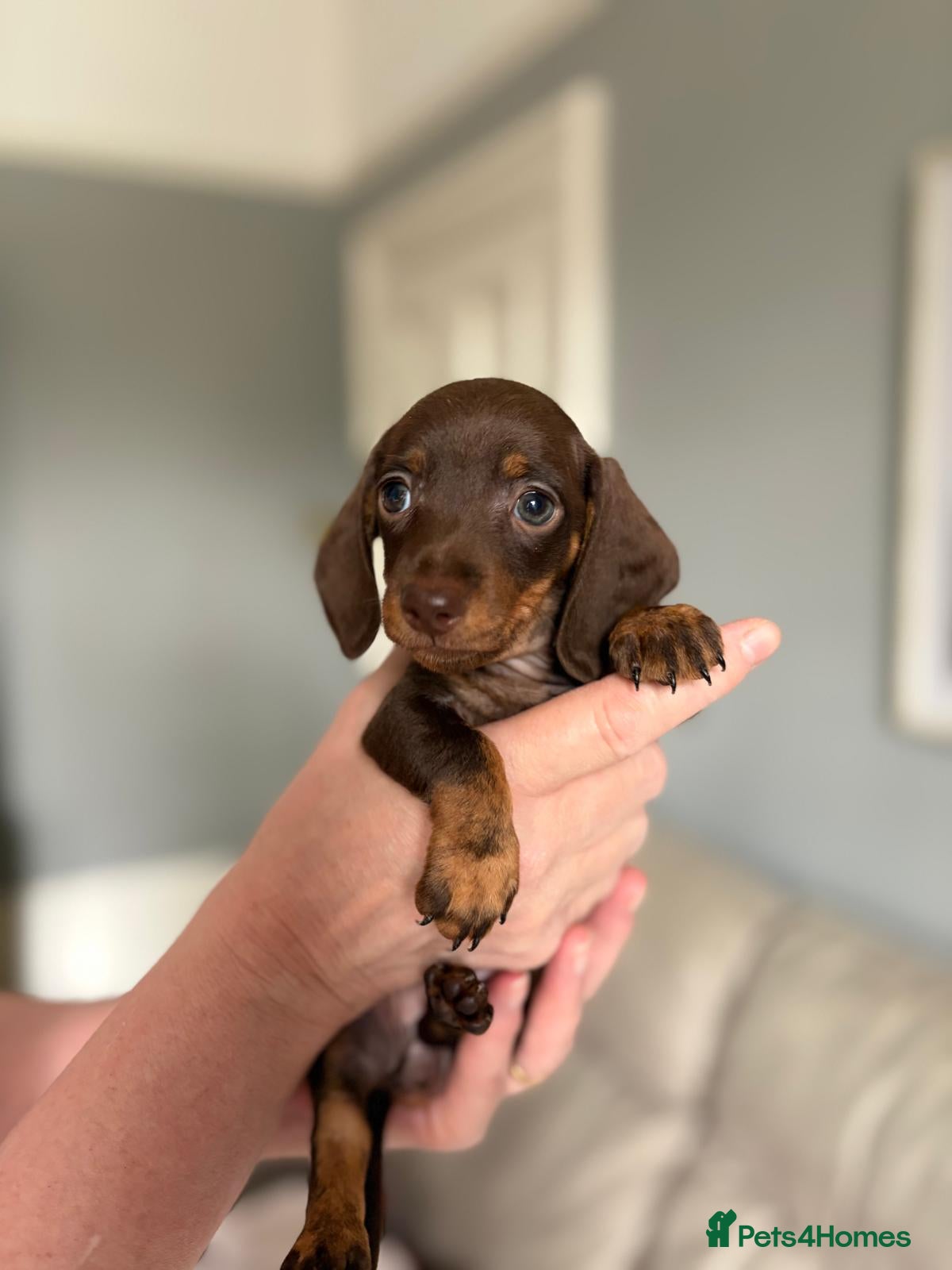Miniature Dachshund dogs for sale: 1 Left KC Registered Miniature Dachshund Puppies - Advert 1