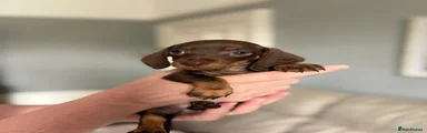 Miniature Dachshund 2