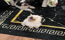 Toy Poodle dogs for sale: Cute playful toy poodle boy puppy - Advert 3