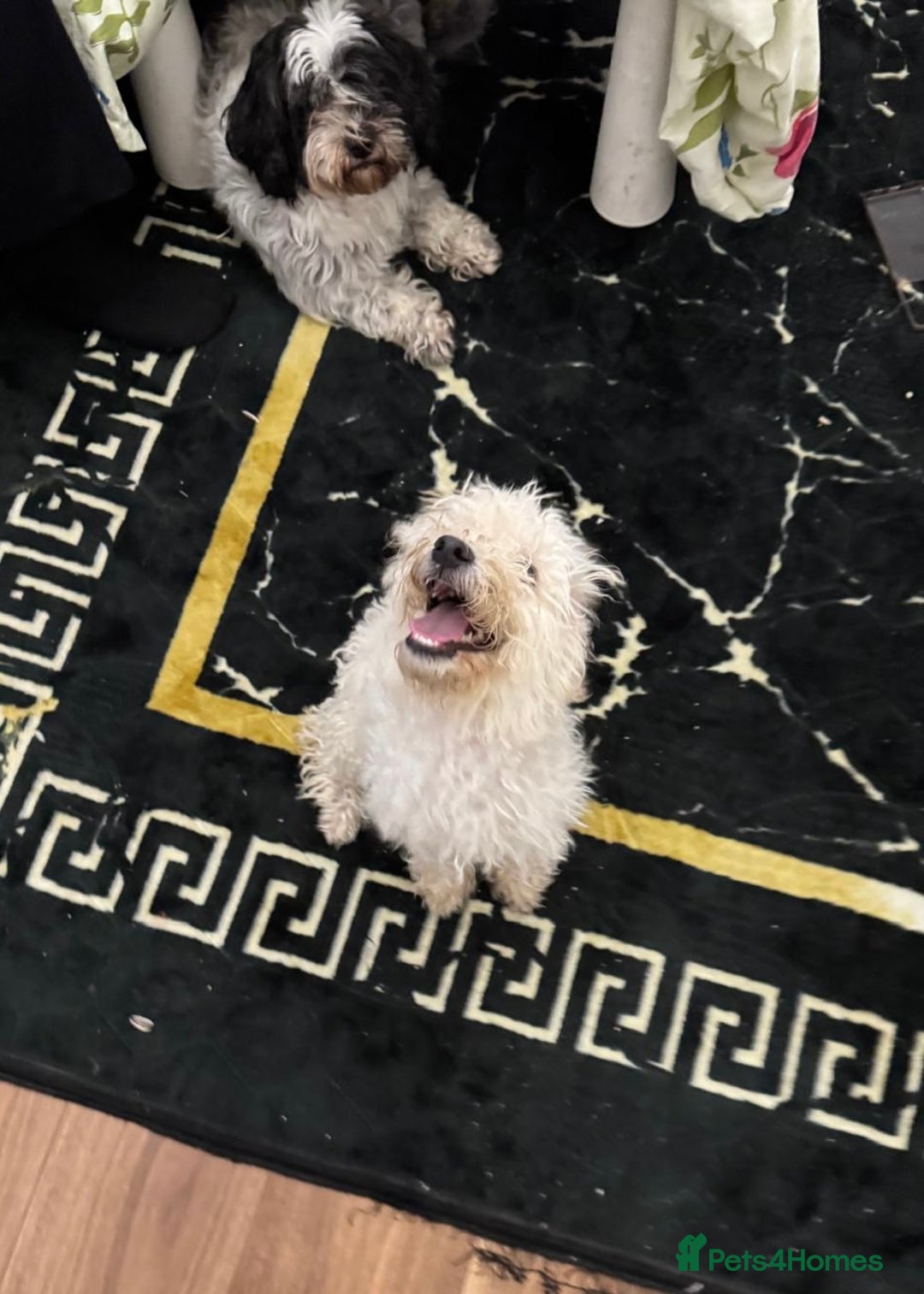 Toy Poodle dogs for sale: Cute playful toy poodle boy puppy - Advert 3