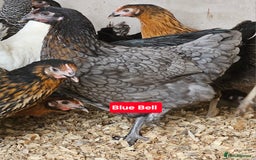 Chickens poultry for sale: Hybrid Pullets POL - Image 3