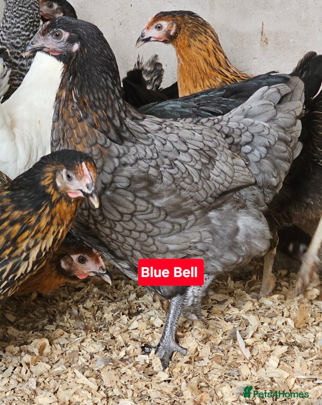 Chickens poultry for sale: Hybrid Pullets POL - Image 3