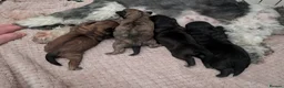 Mixed Breed dogs for sale: Last male pup left - Advert 3