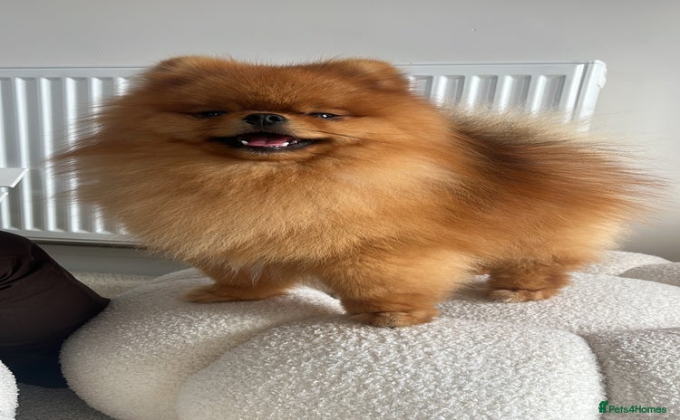 Pomeranian dogs - Advert 4