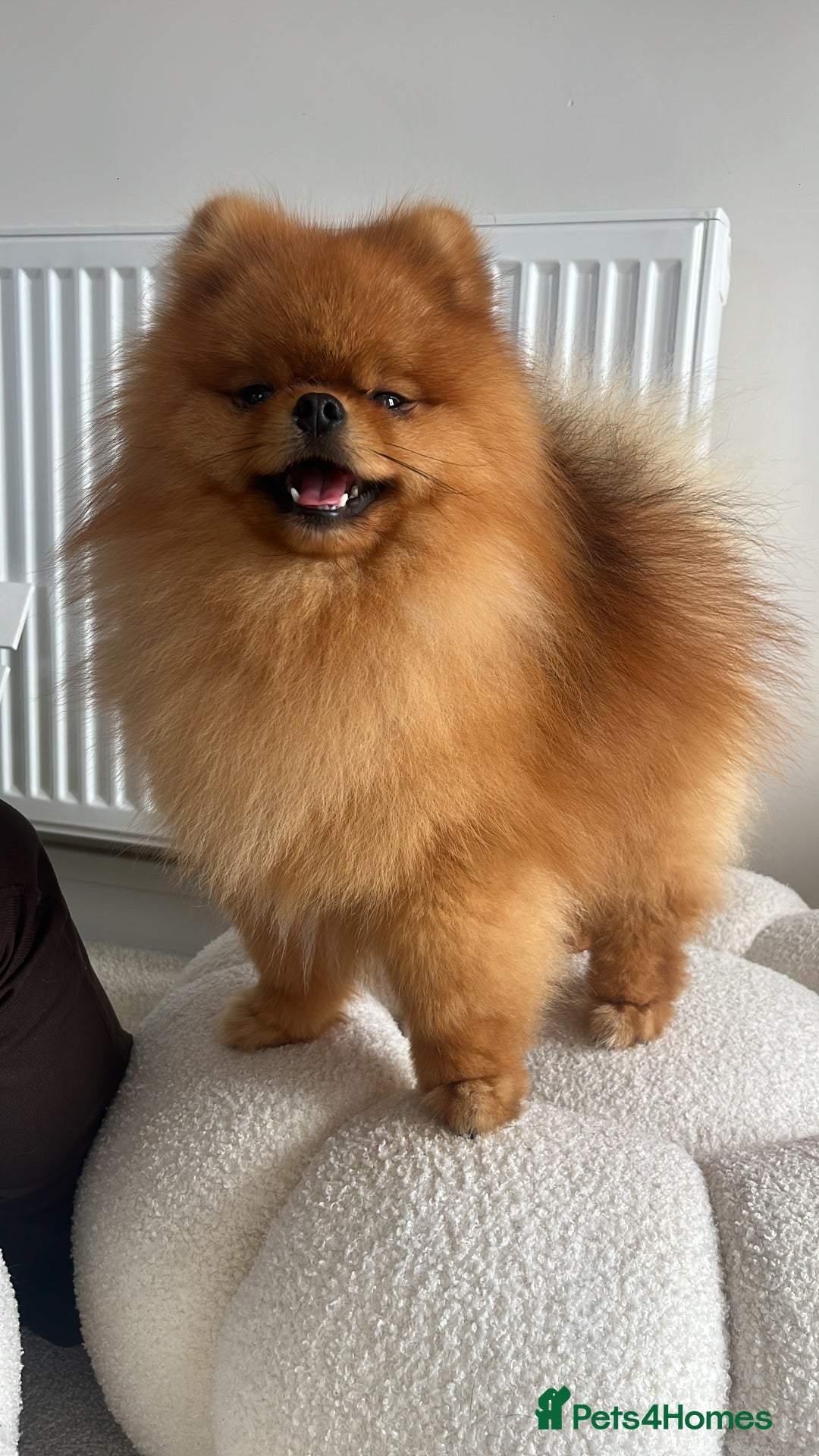 Pomeranian dogs for stud: 5 Gen Pedigree Pom ** ** boy for stud  - Image 1