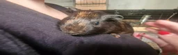 Guinea Pig rodents for sale: Male guinea pigs  - Advert 4