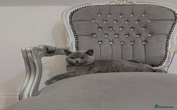 British Shorthair cats for sale: British blue shorthaired male & female kitten - Image 13