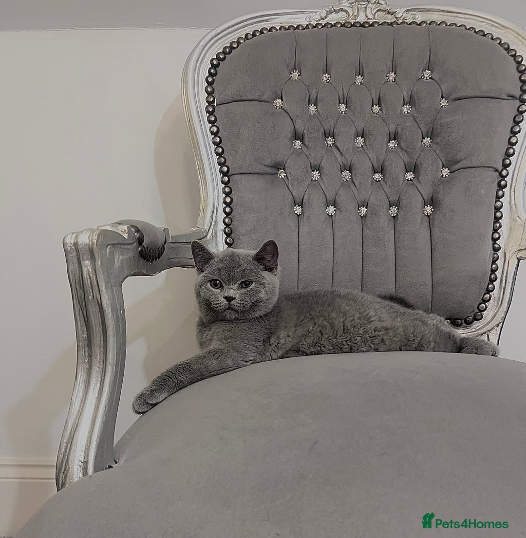 British Shorthair cats for sale: British blue shorthaired male & female kitten - Image 13