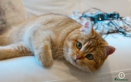 British Shorthair cats for sale: Golden Kittens - Ready December - Reg & Licensed - Image 11