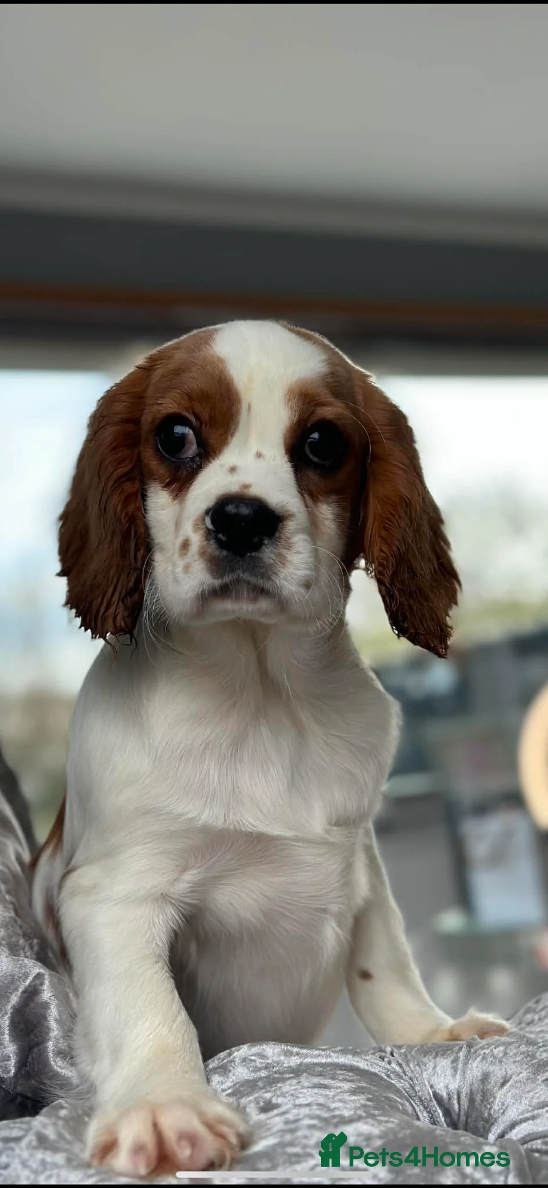 Cavalier King Charles Spaniel dogs for sale: KC. DNA Clear Stunning cavalier pups - Advert 5