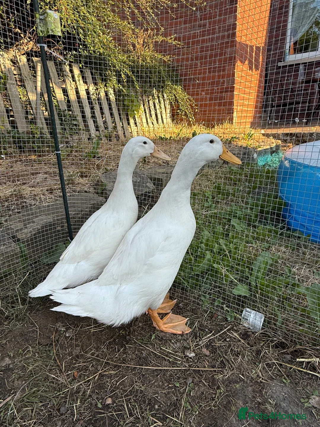 Ducks poultry for sale: 2 beautiful cherry valley ducks  in Wakefield - Advert 2