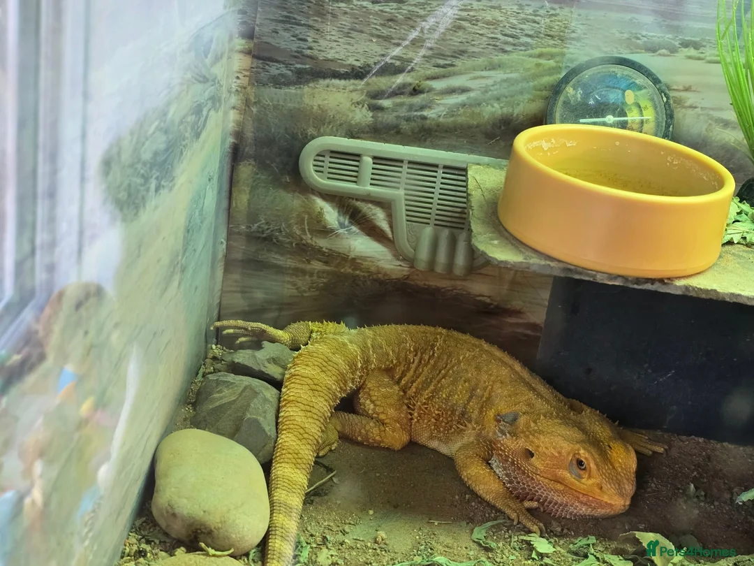 Bearded Dragon reptiles for sale: Two Bearded dragons in Hove - Advert 2