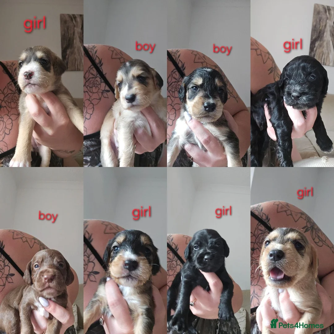 Mixed Breed dogs for sale: Mixed breed puppies for sale in Littlehampton - Advert 2