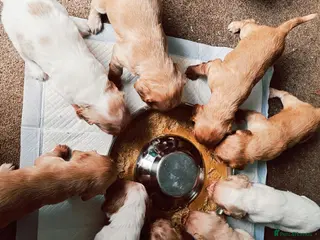 Cocker Spaniel dogs Beautiful Cocker spaniel puppies - Advert 10