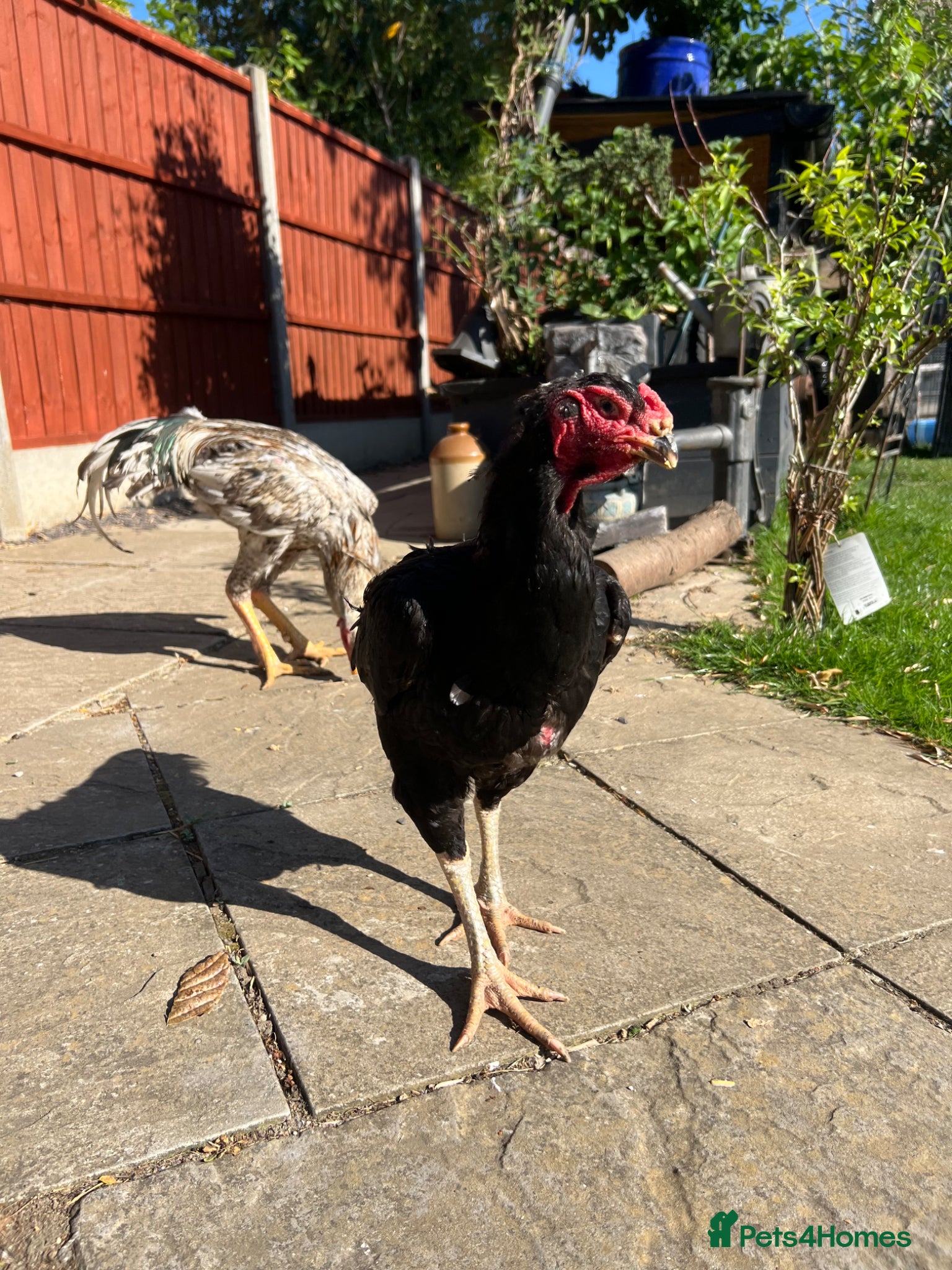 Chickens poultry Large Shamo Aseel Hen - LARGE (Aseel)  - Advert 17