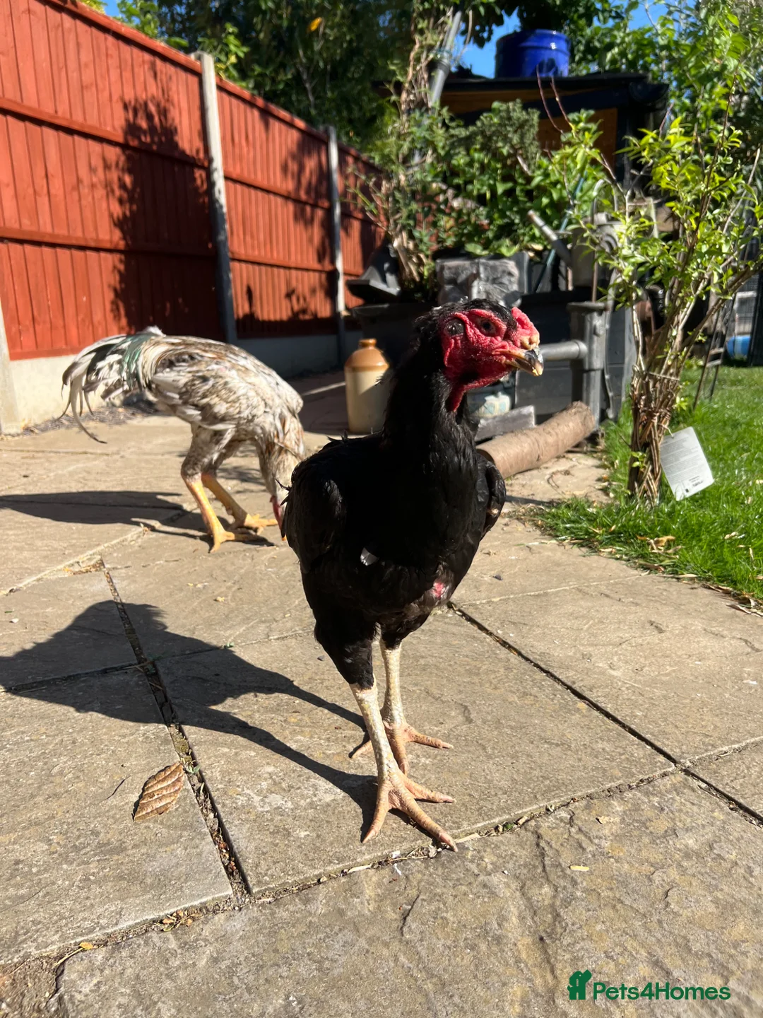 Chickens poultry for sale: German Shamo Hen - LARGE (Aseel)  - Advert 3