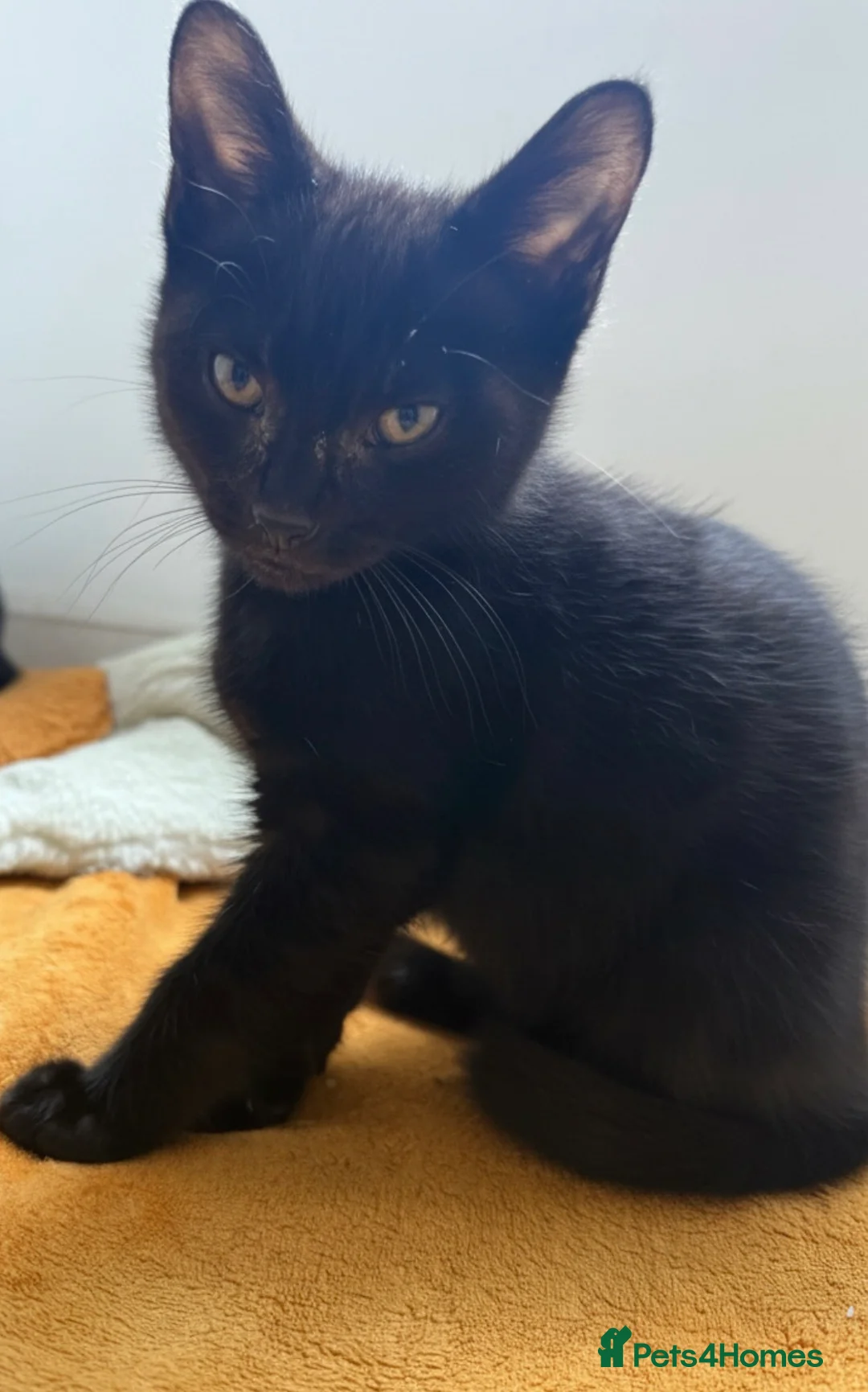 Mixed Breed cats for sale: 2 x Beautiful Male Kittens - Advert 2