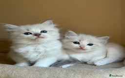Ragdoll cats for sale: 5 beautiful GCCF Ragdoll kittens - Image 5