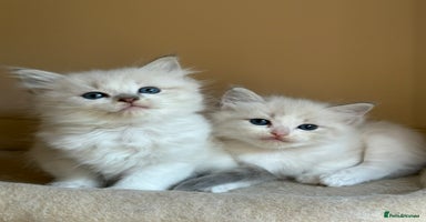 Ragdoll cats - Advert 12