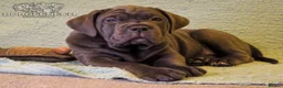 Cane Corso dogs for sale:  Health-Tested Cane Corso Puppies 🐾 - Advert 5