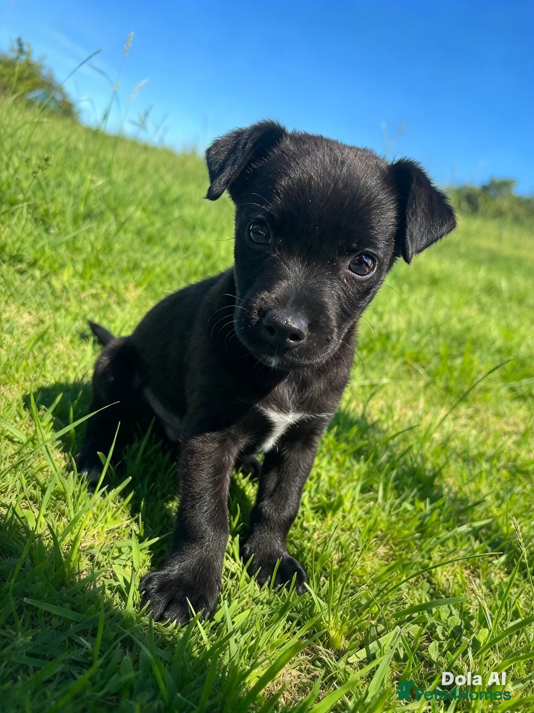 Mixed Breed dogs for sale: Beautiful patterdale x border terrier boy - Advert 1