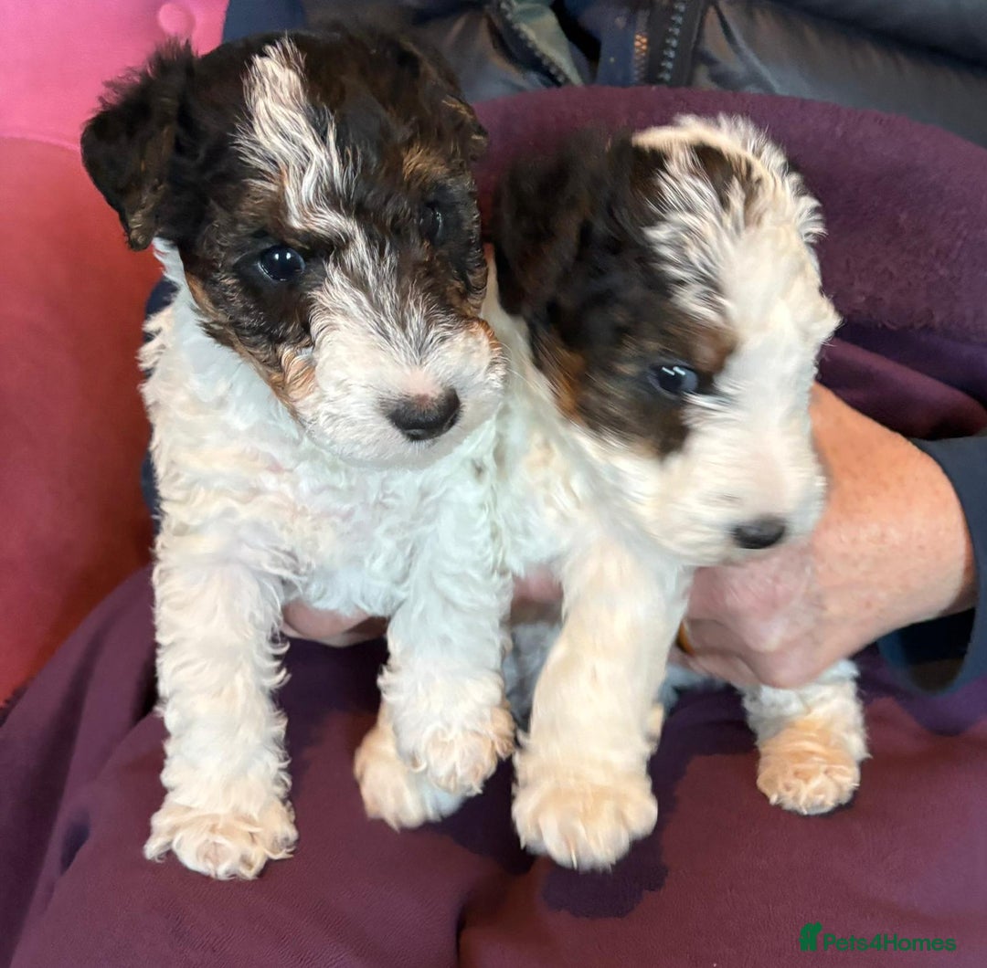 Fox Terrier dogs for sale: wire hair fox terrier puppies - Advert 1
