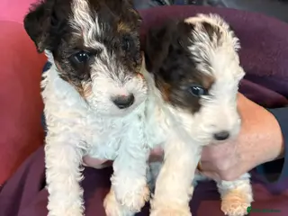 Fox Terrier dogs Sold wire hair fox terrier puppies - Advert 2