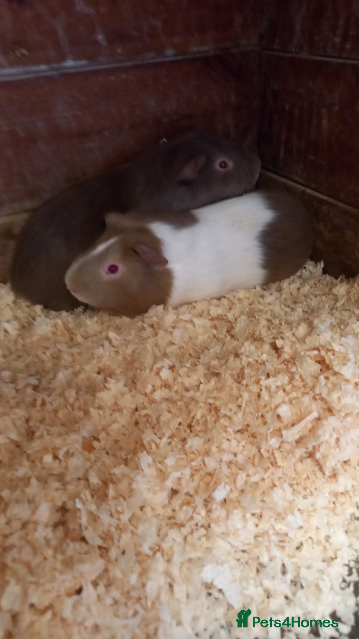 Guinea Pig rodents male Guinea Pigs for sale  - Advert 3