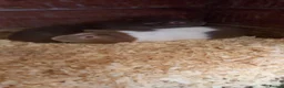 Guinea Pig rodents for sale: 3 male Guinea Pigs for sale  - Advert 5