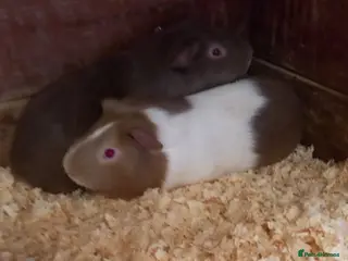 Guinea Pig rodents male Guinea Pigs for sale - Advert 3