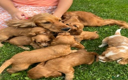 Cockalier dogs for sale: Cockaliers  - Image 6